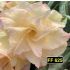 FF 625 - Rosa do Deserto