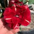 FF240 Chilli Pepper - Rosa do deserto