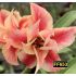 FF 653 - Rosa do Deserto