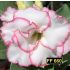 FF 660 - Rosa do deserto