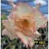 FF 662 - Rosa do Deserto
