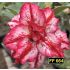 FF 664 - Rosa do Deserto
