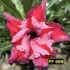 FF 666 - Rosa do Deserto