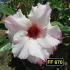 FF 670 - Rosa do Deserto