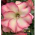FF 681 - Rosa do Deserto