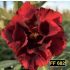 FF 682 - Rosa do deserto