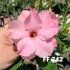 FF 242 - Rosa do deserto