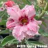 FF270 Spring Dance - Rosa do deserto