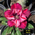 FF481 Maria - Rosa do deserto