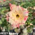 FF227 Beauty - Rosa do deserto