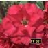 FF 801 - Rosa do Deserto