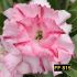 FF 815 - Rosa do deserto
