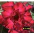 FF 816 - Rosa do Deserto