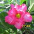 FF 828 - Rosa do deserto
