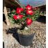 Muda de Belíssimas Flores Singelas sortida de semente - Rosa do Deserto