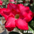 FF 803 - Rosa do deserto