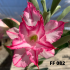 FF 082 - Rosa do deserto