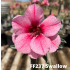 FF237 Swallow - Rosa do deserto