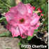 FF275 Charlize - Rosa do deserto