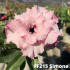 FF215 Simone - Rosa do deserto