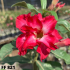FF 821 - Rosa do deserto