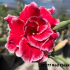 FF277 Red Cloak - Rosa do deserto