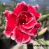 FF277 Red Cloak - Rosa do deserto