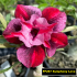 FF267 Symphony Love - Rosa do deserto