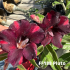 FF188 Pluto - Rosa do deserto