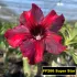 FF266 Super Star - Rosa do deserto
