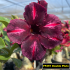 FF291 Double Pluto - Rosa do deserto