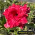 FF265 Entrancing - Rosa do deserto