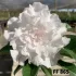FF 865 - Rosa do deserto