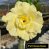FF279 Sunny Bunny - Rosa do deserto