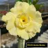 FF279 Sunny Bunny - Rosa do deserto
