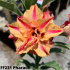 FF231 Pharaoh - Rosa do deserto
