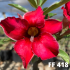 FF 418 - Rosa do deserto