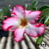 FF 773 - Rosa do deserto