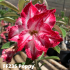 FF235 Poppy - Rosa do deserto