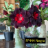 FF 444GG - Rosa do deserto