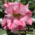 FF334GG Striatto Rosee - Rosa do deserto