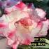 FF209GG Joy Rich - Rosa do Deserto