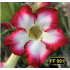 FF 091GG - Rosa do deserto