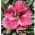 FF184GG Blue Magipie - Rosa do deserto