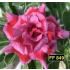 FF 849GG - Rosa do Deserto