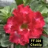 FF308GG Chattip - Rosa do deserto