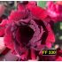 FF330 SIAM1111 - Rosa do Deserto