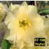 YOYFUL FF 199 - Rosa do Deserto