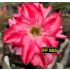 FF 855 - Rosa do Deserto