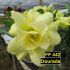 Dourada FF 442 - Rosa do Deserto